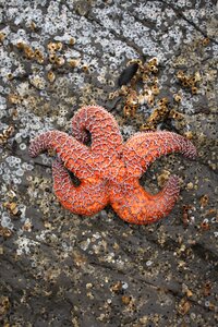 Coast nature seashore
