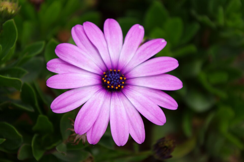Flower gerbera daisy