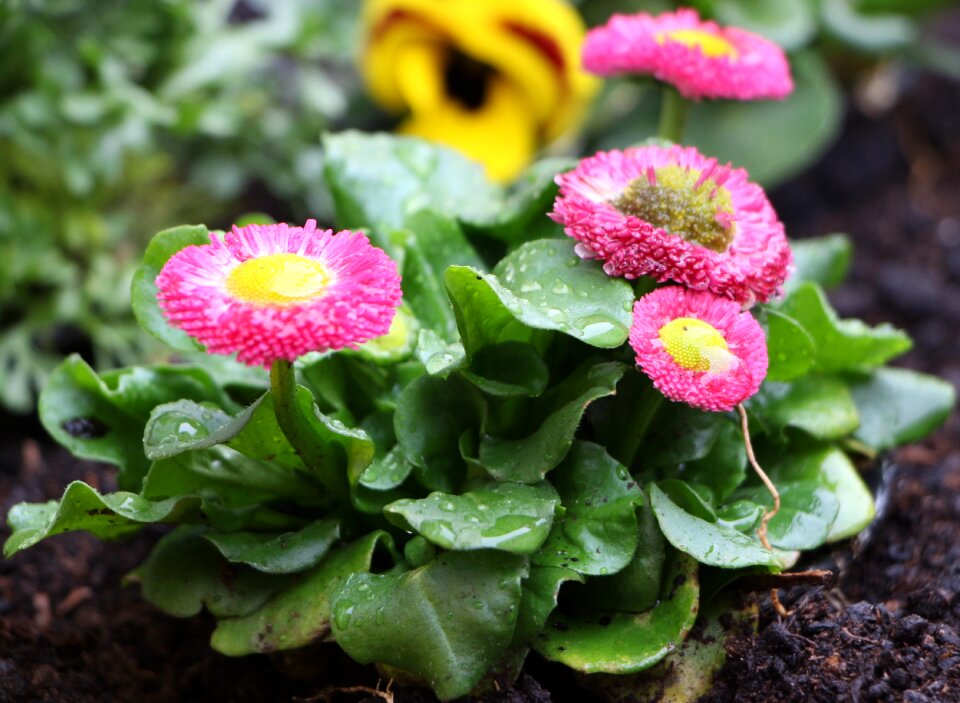 Plant nature leaves