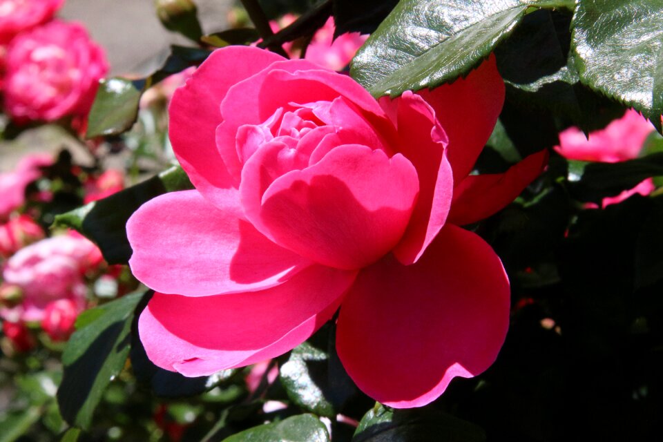 Garden roses blossom bloom
