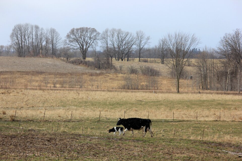 Spring landscape farm