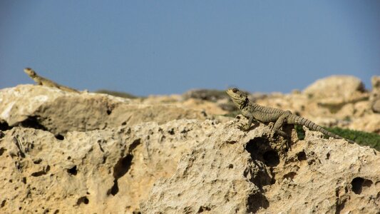 Reptile fauna animal