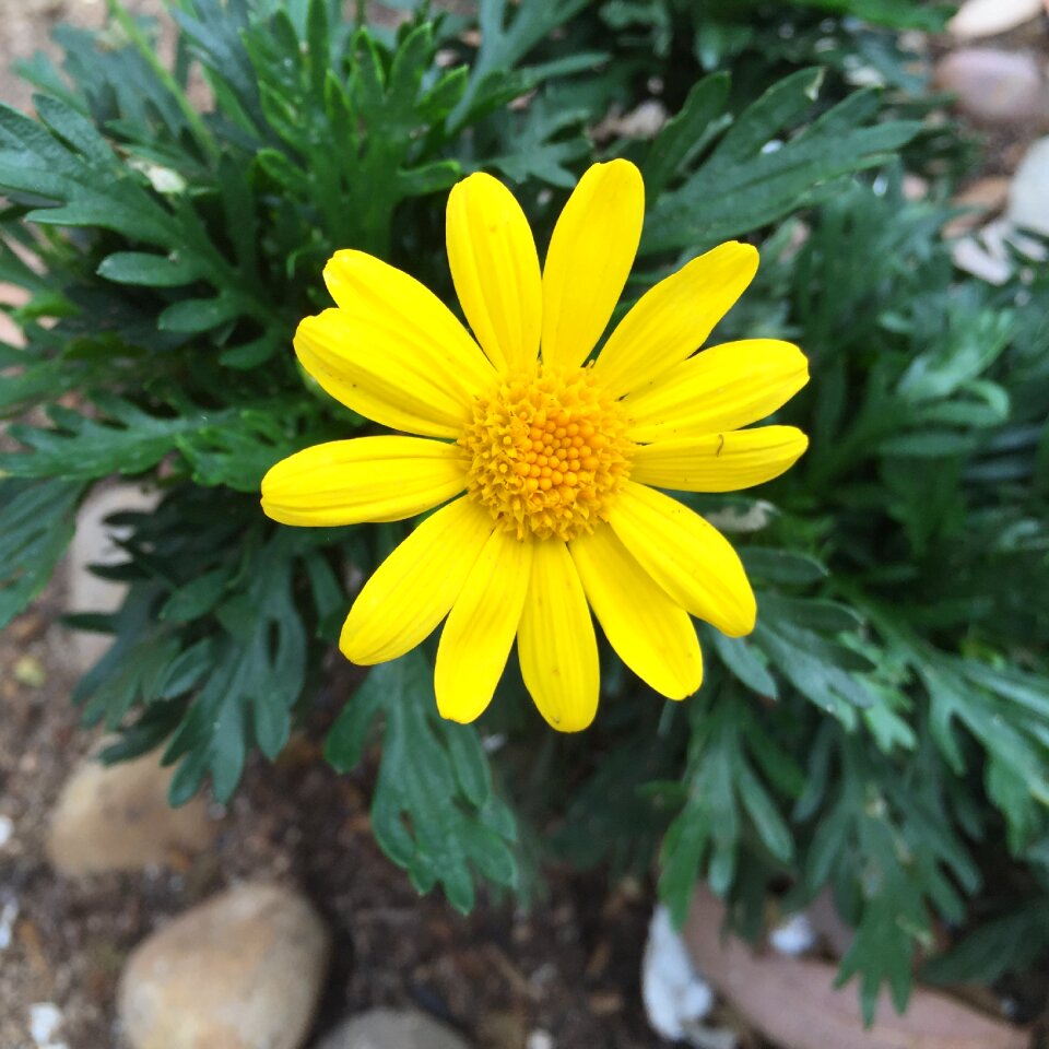 Flower yellow flower