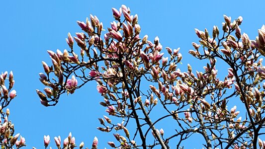 Now magnolia magnolia flowers photo