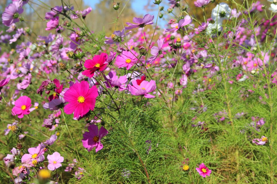 Cosmos pink nature park