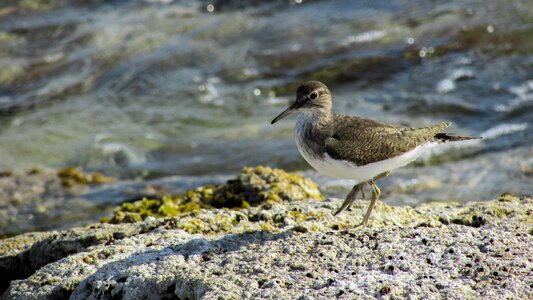 Migratory nature wild
