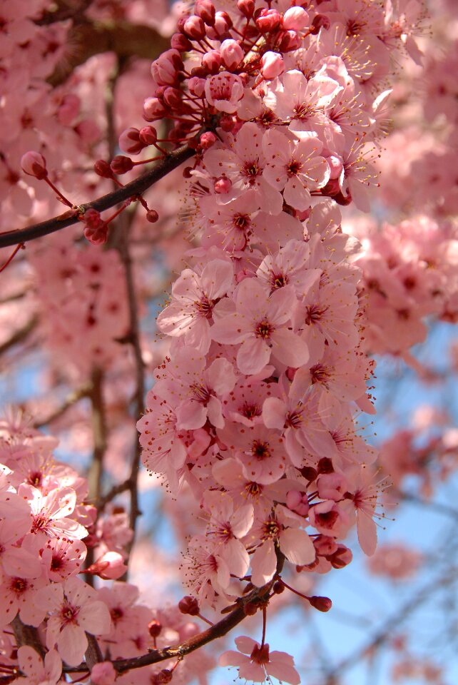Nature pink