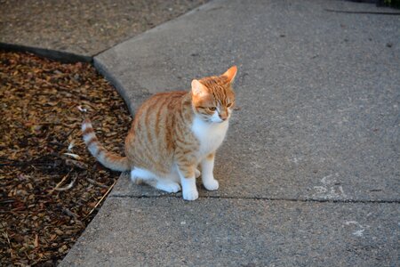 Pet animals domestic
