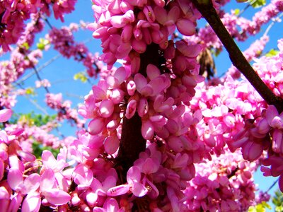 Flowering shrub spring pink-flowered photo