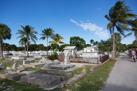 Palm trees graveyard travel