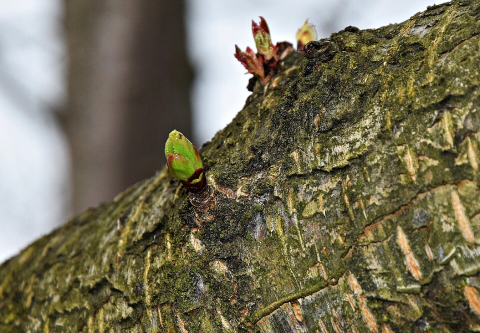 The buds landscape garden