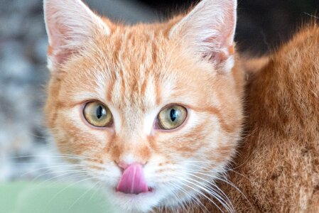 Tongue delicious cute