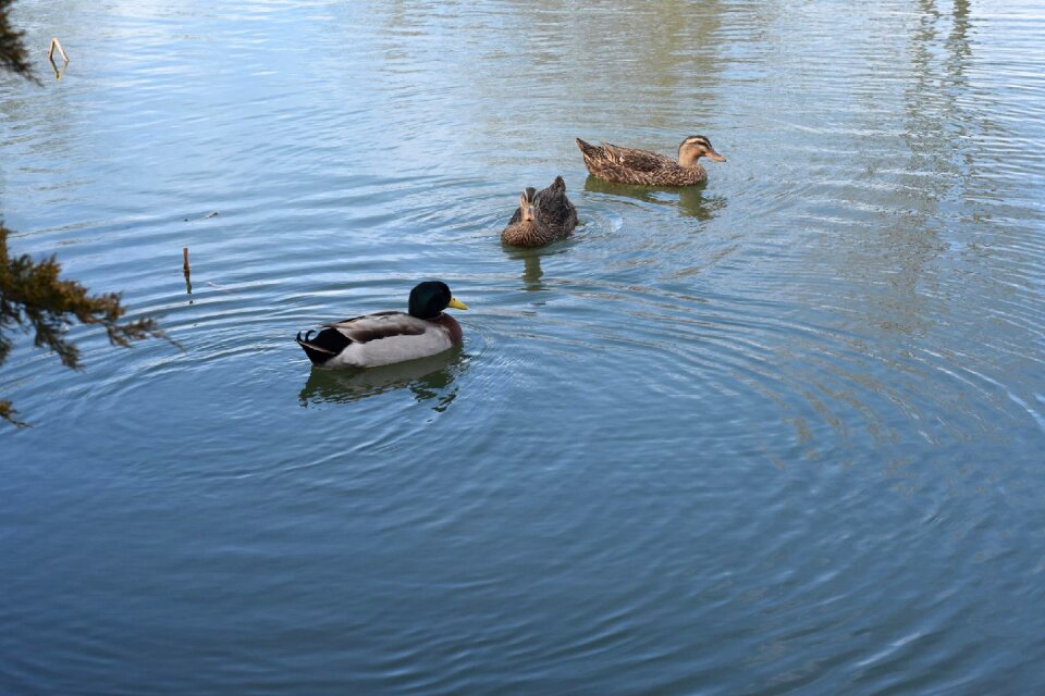 Lake nature wild