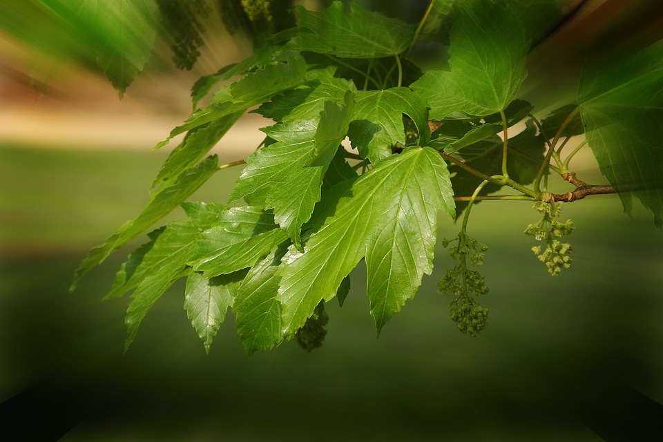 Plant beauty nature