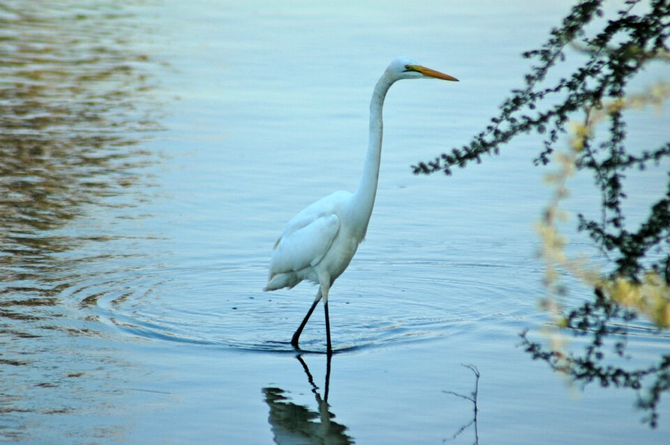 Egret nature white photo