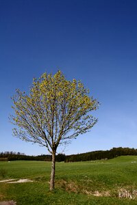 Landscape spring flowers