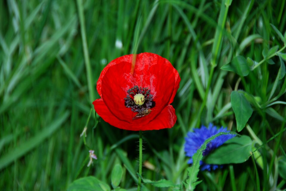 Bloom red wild flowers