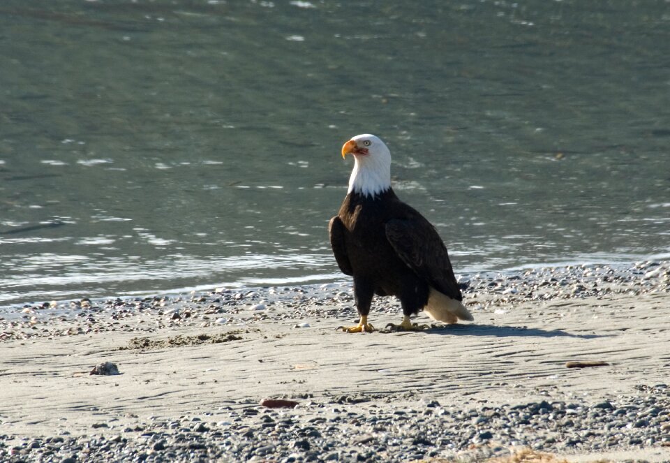 Wildlife animal american
