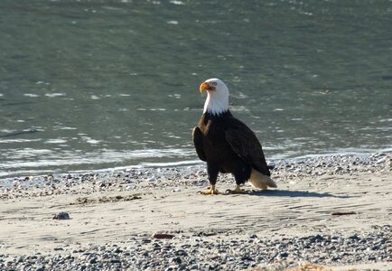 Wildlife animal american