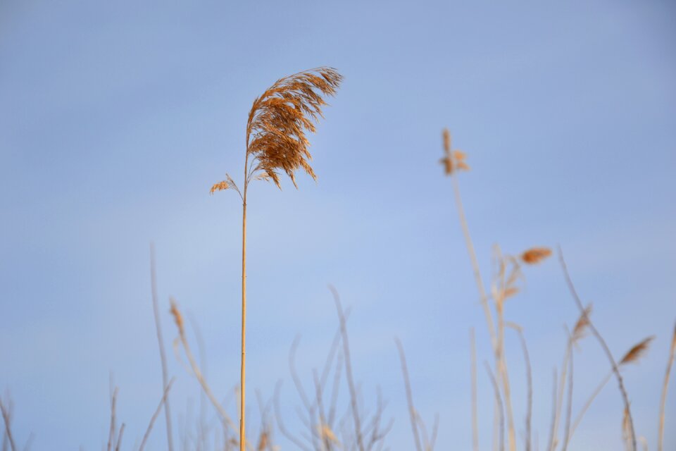 Yellow the broom winter