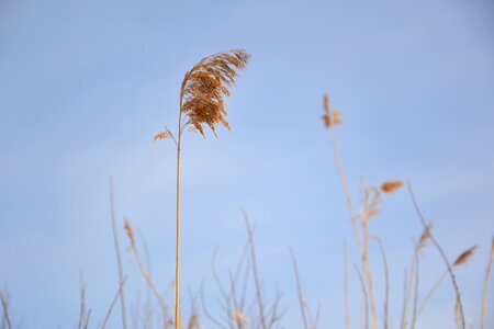 Yellow the broom winter