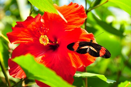 Insect wildlife postman photo