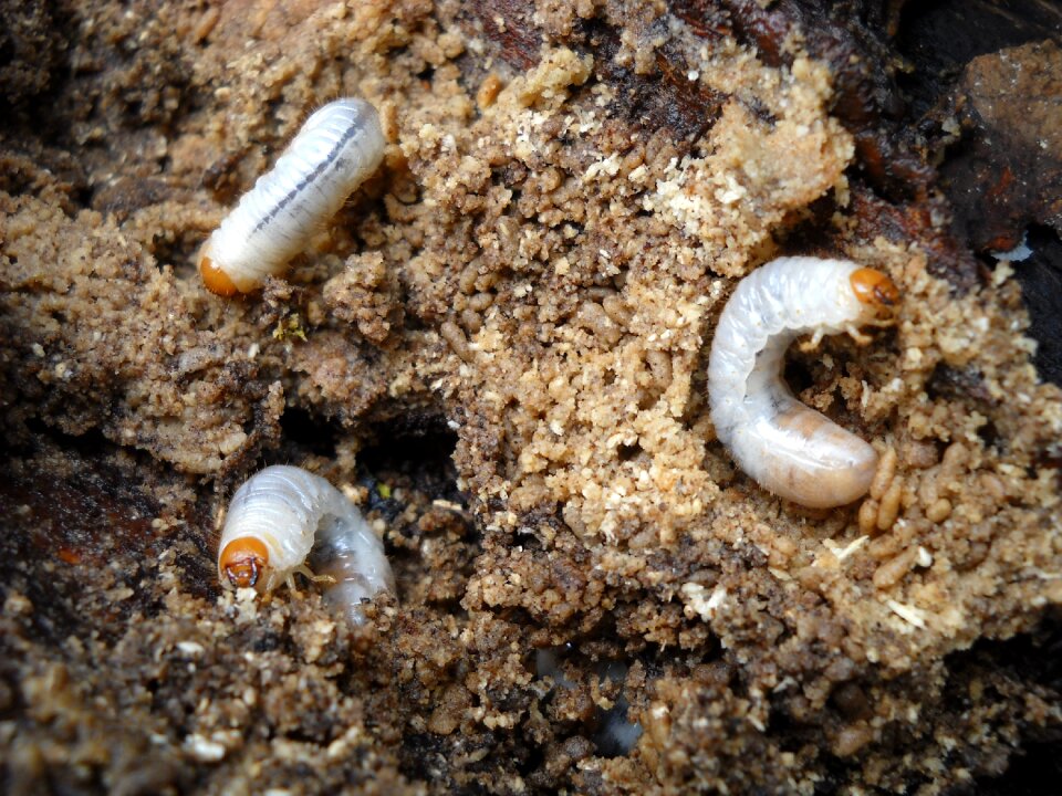Grubs larvae cockchafer