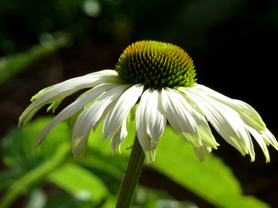 Flower plant nature
