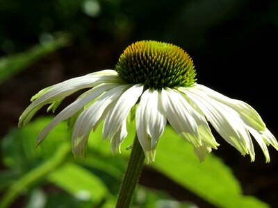 Flower plant nature