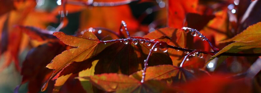 Leaves nature fall