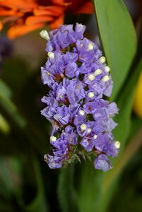 Violet trockenblume winged beach lilac