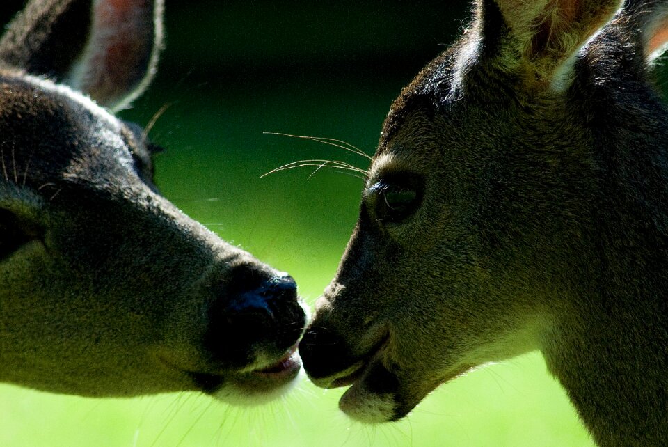 Wildlife animal fawn