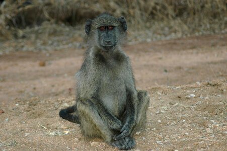 Kruger national park baboon