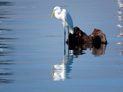 Water reflection water birds photo