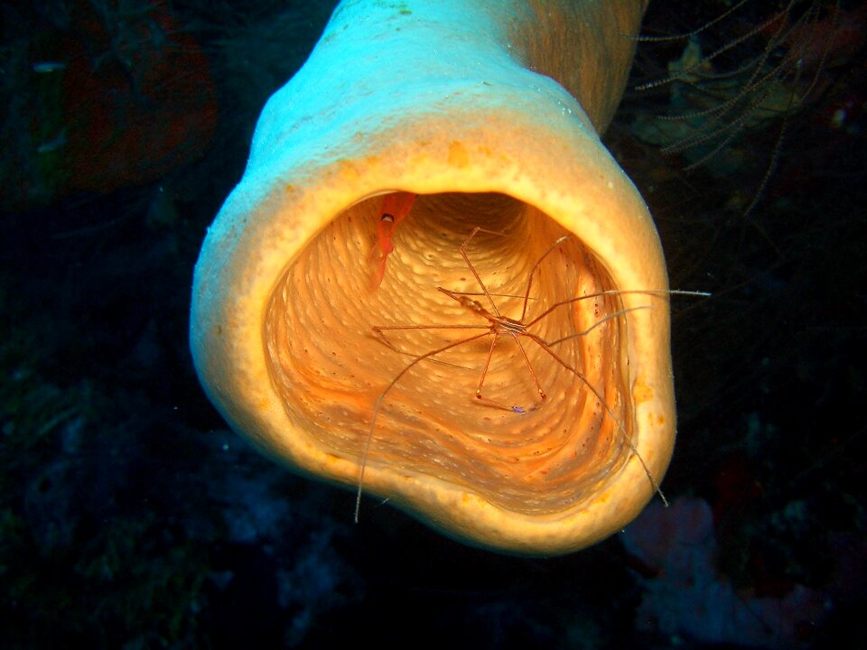 Sponge honduras diving