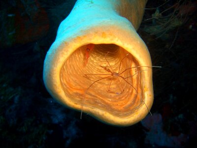 Sponge honduras diving
