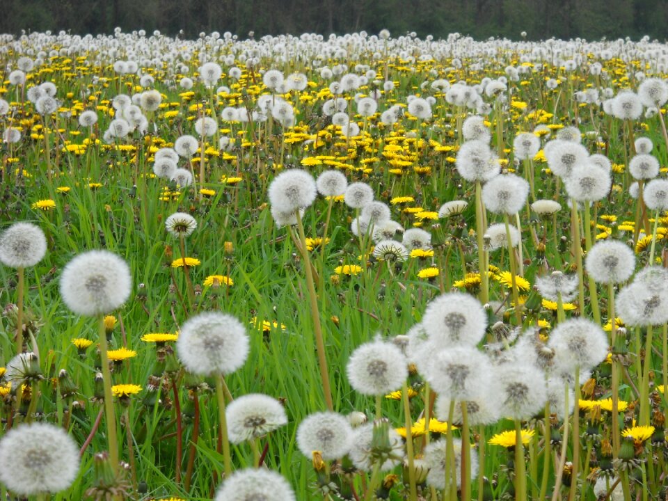 Bloom spring landscape