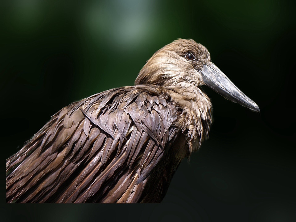Feather wildlife beak