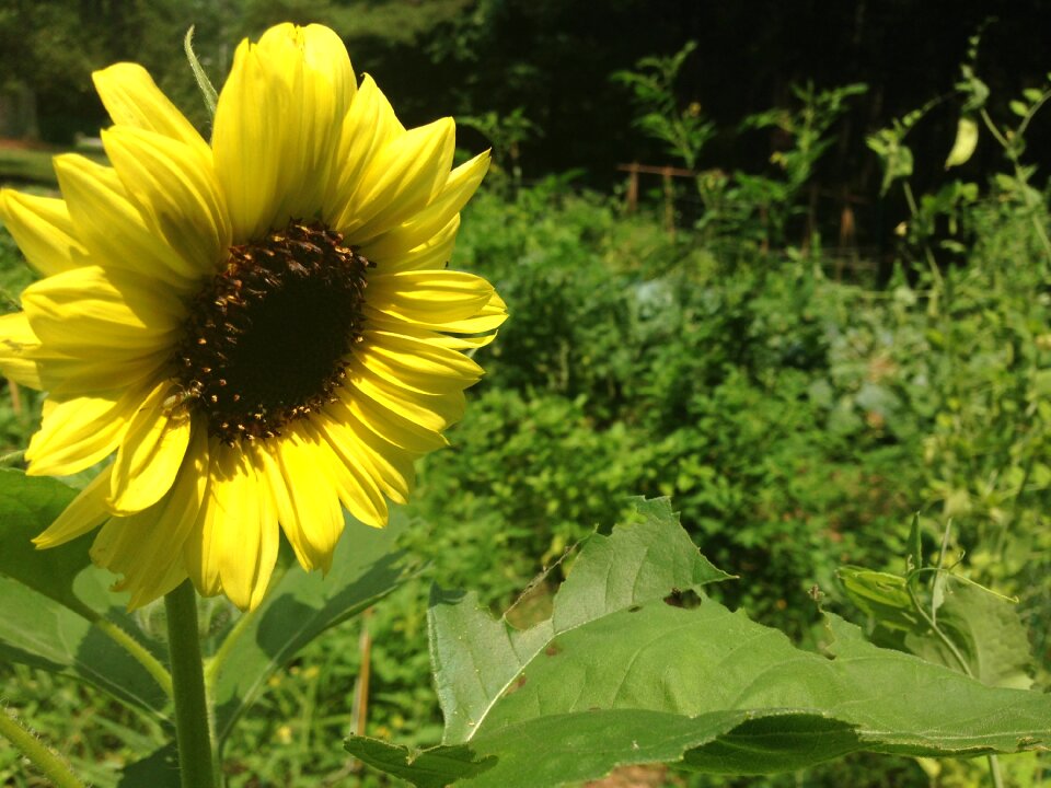 Summer gardening yellow