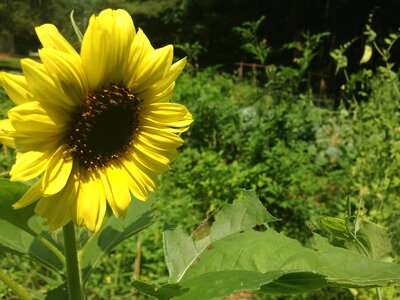 Summer gardening yellow photo