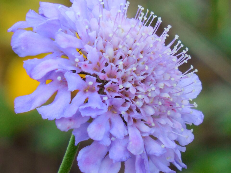 Flower plant flora