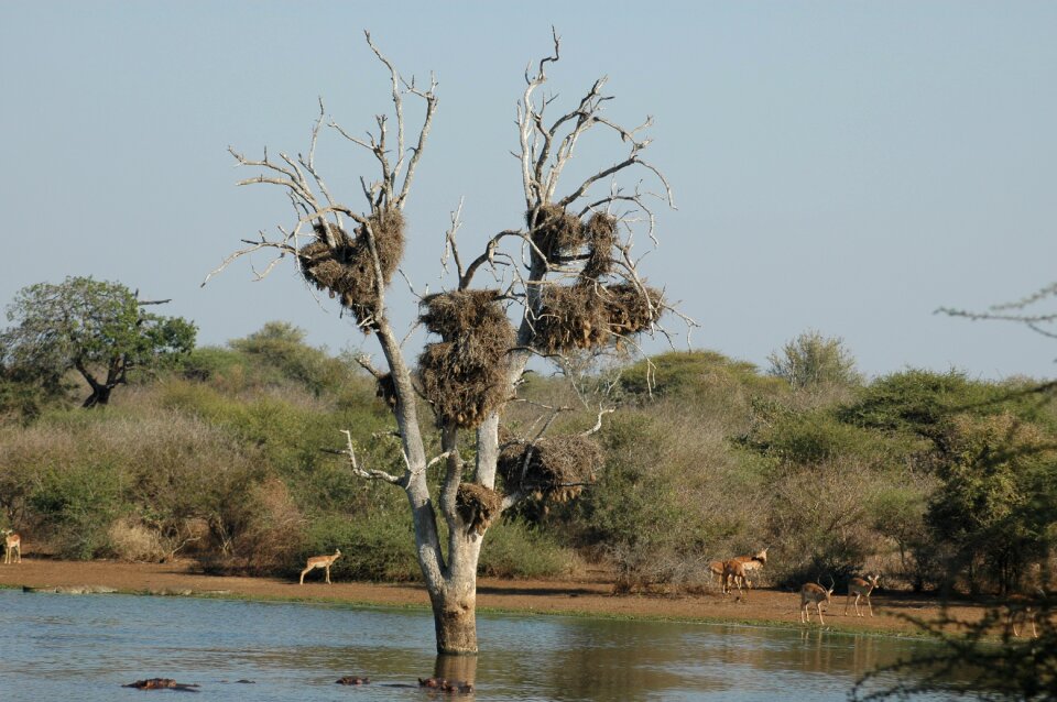 Bird nest nature tree