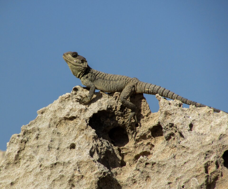 Reptile fauna animal