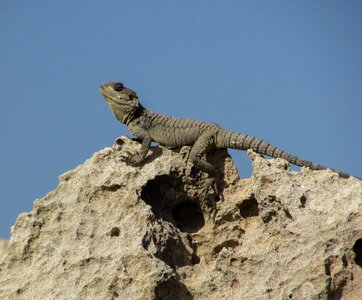 Reptile fauna animal