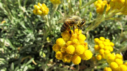 Animal yellow busy