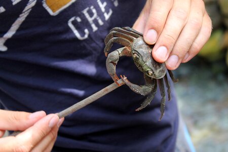 Caught crab claw