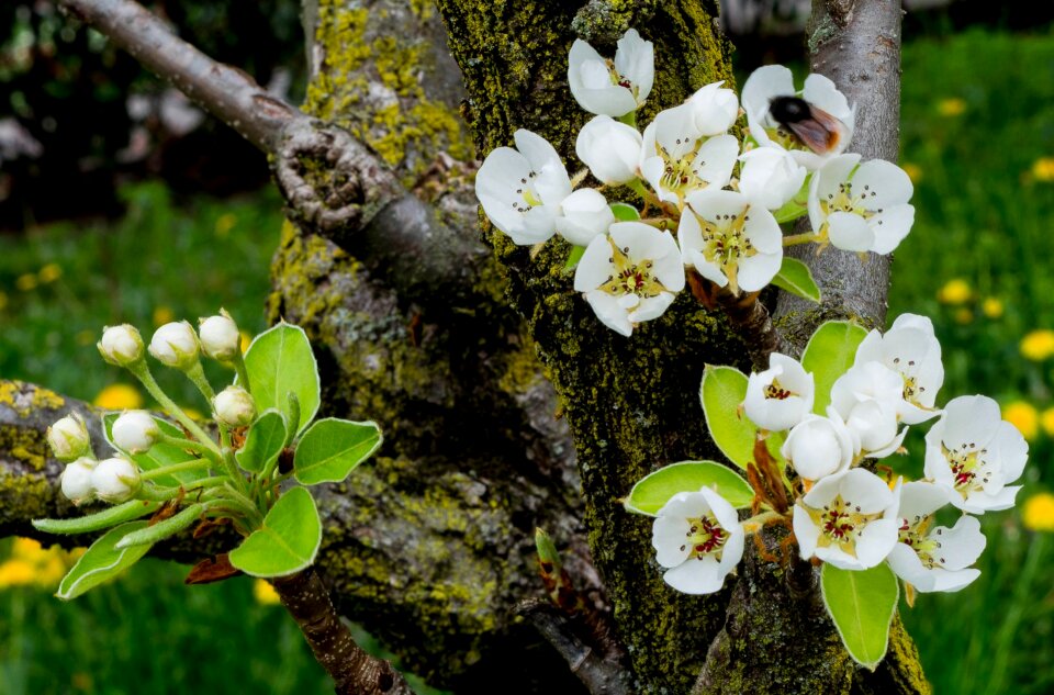 Spring bloom petals