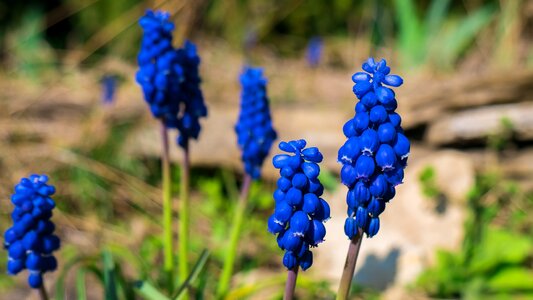 Spring macro blossom