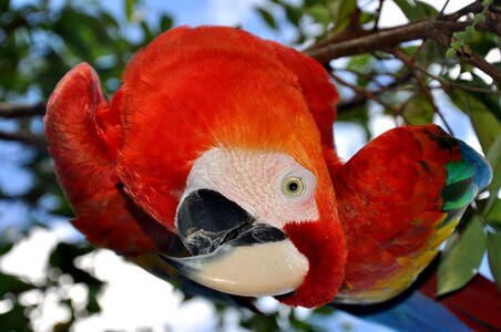 Beak red animal photo