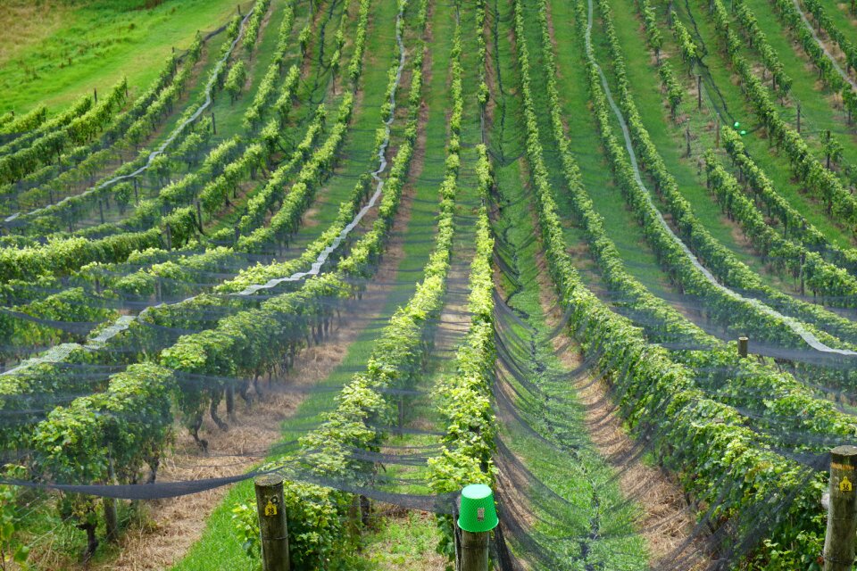 Vineyard landscape winery